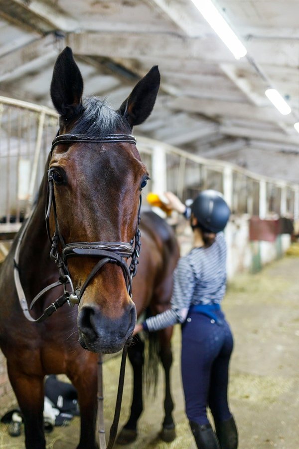 Prévenir les carences chez les chevaux avec ACTIV' RÉCUP LIQUIDE 5L